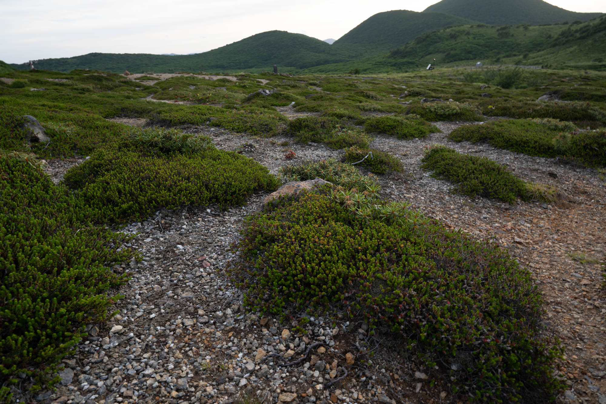 Mountain vegetation