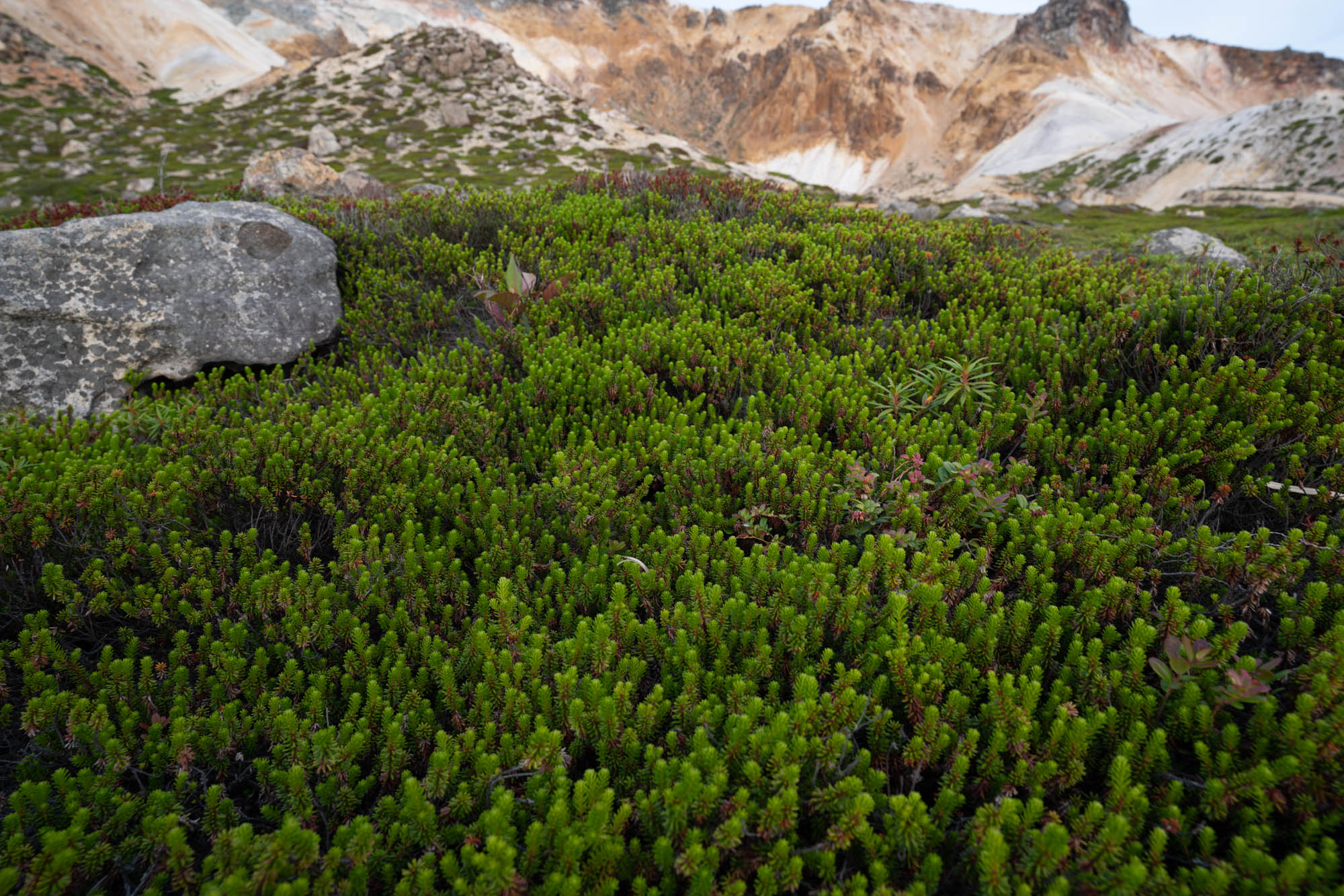 More mountain vegetation 